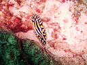 2007_maldive_2_172