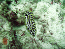 2007_maldive_2_174