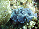 2007_maldive_2_175