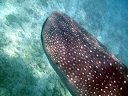 maldive2007Fabri018