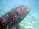 maldive2007Fabri019