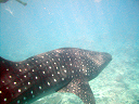 maldive2007Fabri020