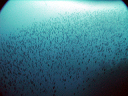 2007_maldive_2_040