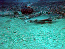 maldive2007Mario003