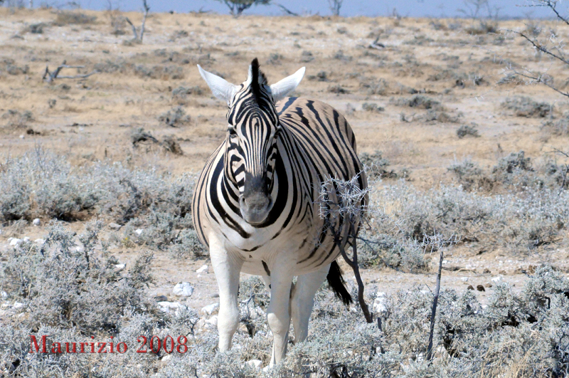 2008_Namibia_0045.JPG