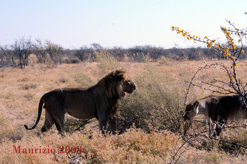 2008_Namibia_0150.JPG