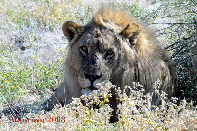 2008_Namibia_0187.JPG