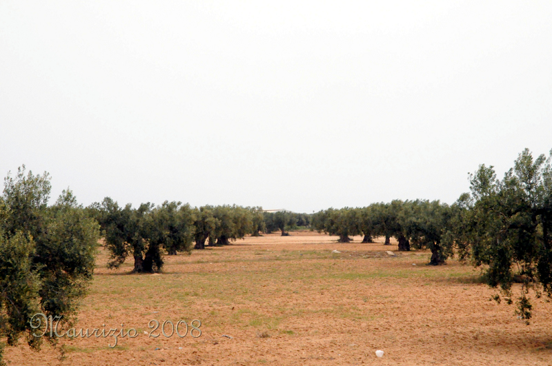 2008_tunisia_0492.JPG